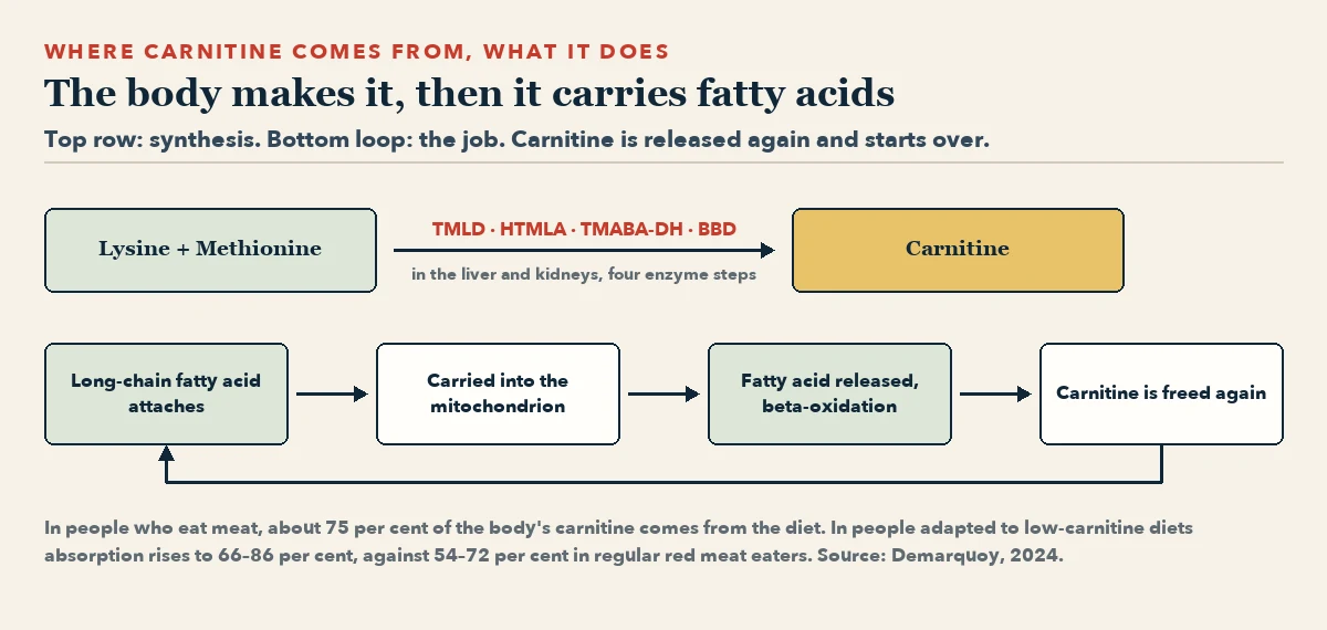 Top: lysine and methionine become carnitine through four enzyme steps. Below, a closed loop: a long-chain fatty acid attaches to carnitine, is carried into the mitochondrion, is released for beta-oxidation, and carnitine is freed to start again.