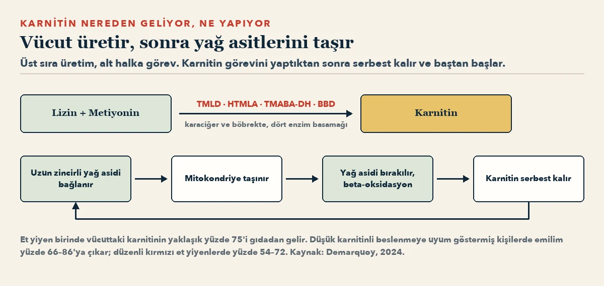 Üstte: lizin ve metiyonin, dört enzim basamağıyla karnitine dönüşüyor. Altta kapalı bir halka: uzun zincirli yağ asidi karnitine bağlanıyor, mitokondriye taşınıyor, beta-oksidasyon için bırakılıyor ve karnitin yeniden serbest kalıyor.