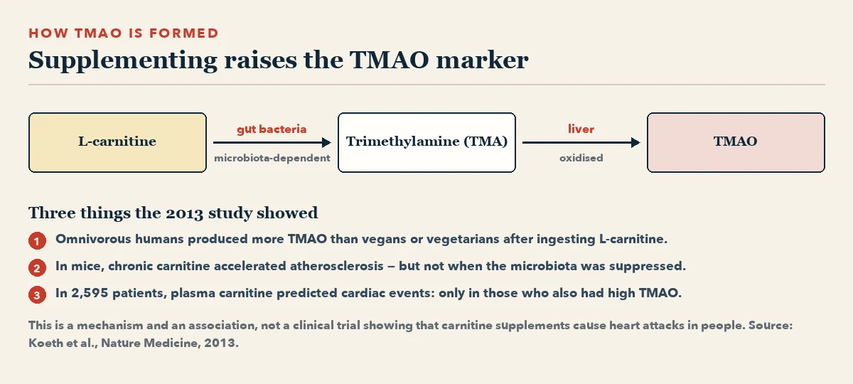 Flow diagram: L-carnitine is converted by gut bacteria to trimethylamine, which the liver oxidises to TMAO. Below, three numbered findings from the 2013 study.
