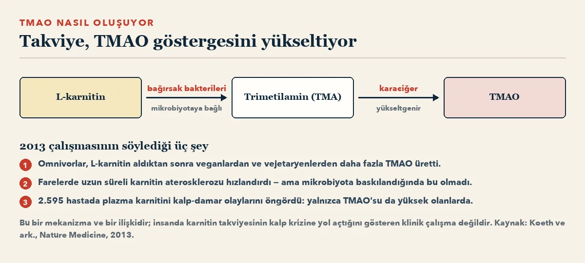 Akış şeması: L-karnitin bağırsak bakterileriyle trimetilamine, o da karaciğerde yükseltgenerek TMAO'ya dönüşüyor. Altta 2013 çalışmasının üç numaralı bulgusu.
