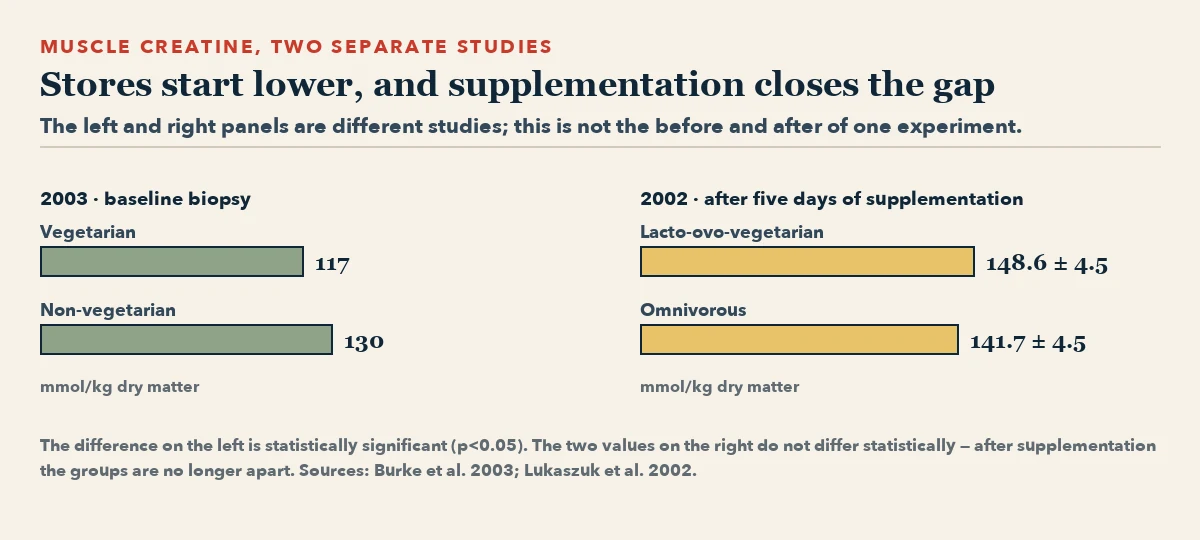 Two bar panels. Left, baseline muscle creatine: vegetarian lower than non-vegetarian. Right, after five days of supplementation: the lacto-ovo-vegetarian and omnivorous values are close together.