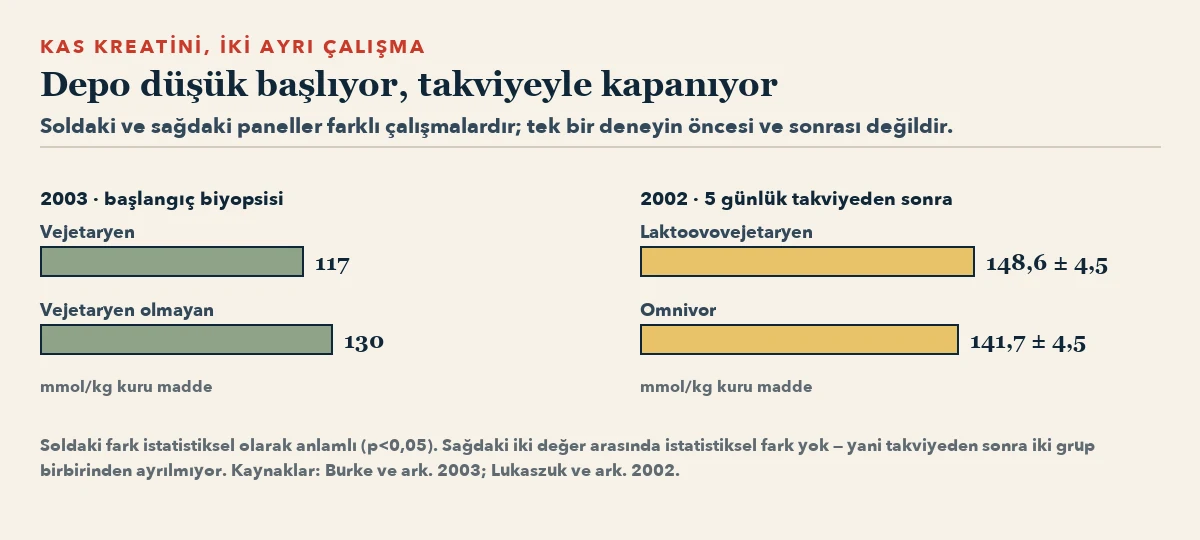İki çubuk paneli. Solda başlangıçtaki kas kreatini: vejetaryenlerde vejetaryen olmayanlardan düşük. Sağda beş günlük takviyeden sonra: laktoovovejetaryen ve omnivor değerleri birbirine yakın.