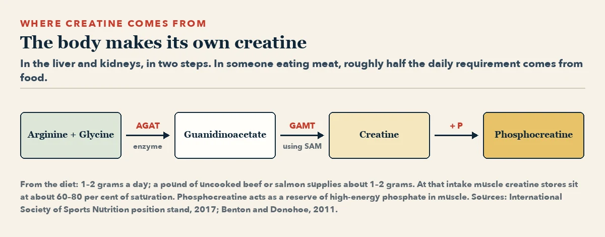 Flow diagram: arginine plus glycine, through the enzyme AGAT, become guanidinoacetate; through GAMT using SAM this becomes creatine; creatine plus phosphate becomes phosphocreatine.