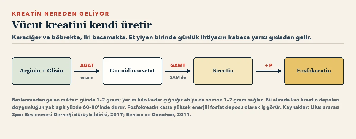 Akış şeması: arginin ve glisin, AGAT enzimiyle guanidinoasetata; guanidinoasetat, SAM kullanan GAMT enzimiyle kreatine; kreatin ise fosfat eklenerek fosfokreatine dönüşüyor.