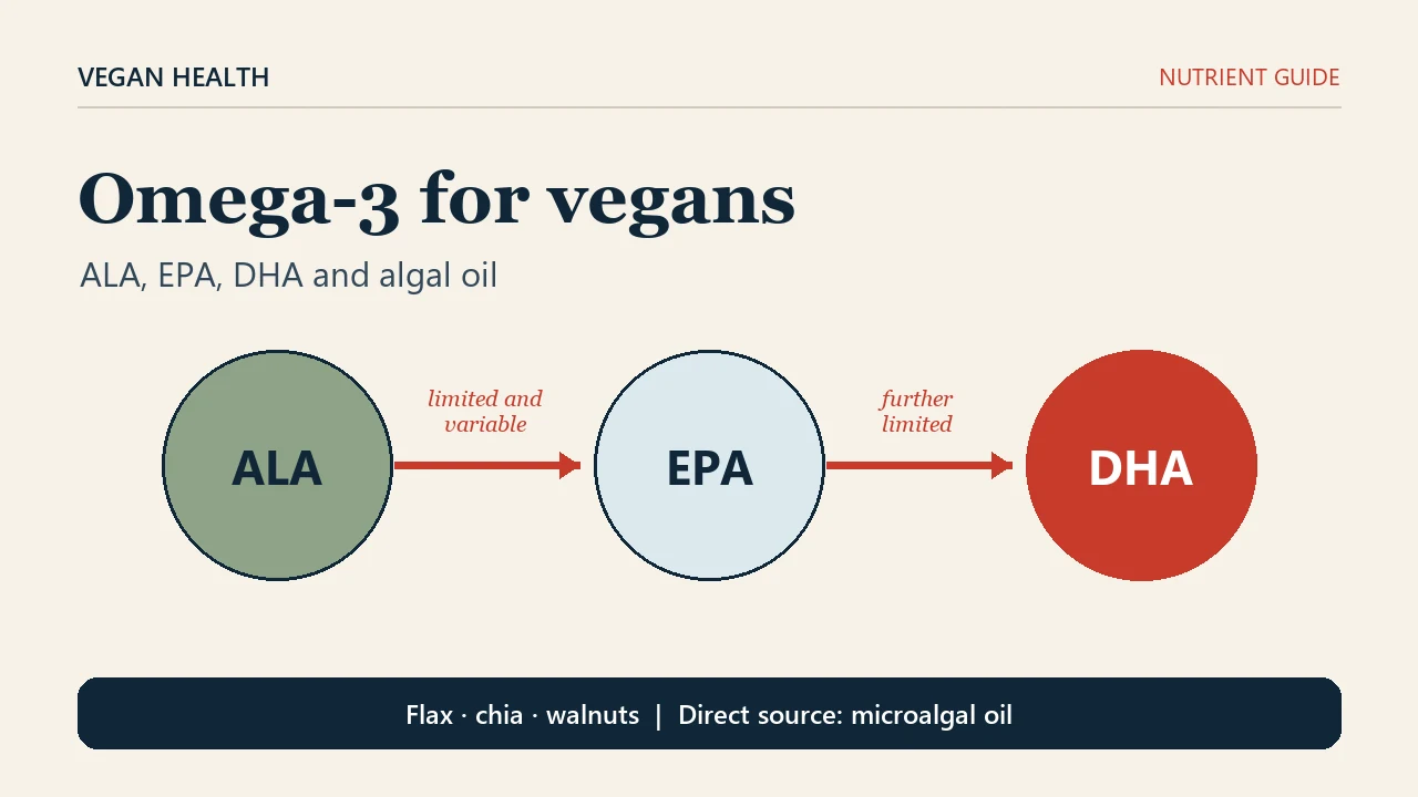 Editorial cover of the omega-3 guide for vegans. Three circles are arranged as ALA, EPA and DHA; the arrow from ALA to EPA is labelled limited and variable, and the arrow from EPA to DHA even more limited. A footer names flaxseed, chia and walnuts, with microalgae oil as the direct source.