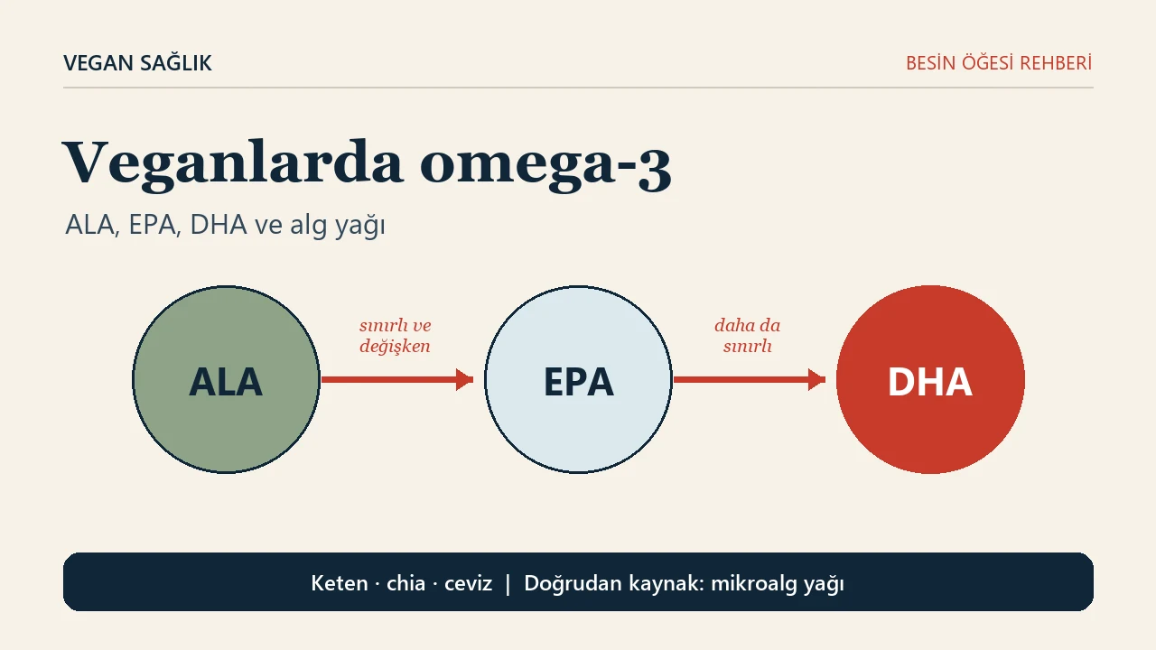 Veganlarda omega-3 rehberinin editoryal kapağı. Üç daire ALA, EPA ve DHA olarak sıralanmış; ALA'dan EPA'ya giden ok sınırlı ve değişken, EPA'dan DHA'ya giden ok daha da sınırlı diye etiketlenmiş. Alt bantta keten, chia ve ceviz ile doğrudan kaynak olarak mikroalg yağı yazıyor.