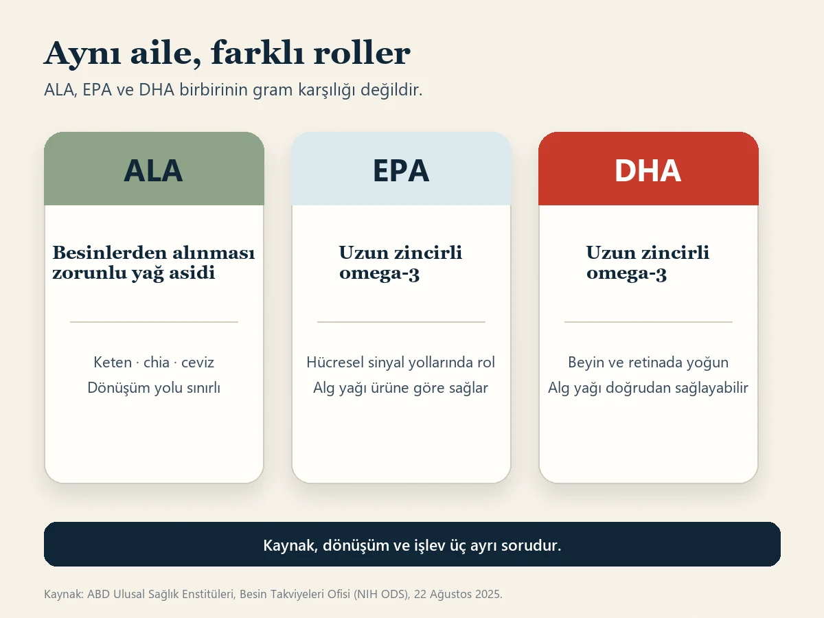 ALA, EPA ve DHA'yı üç ayrı kartta karşılaştıran görsel. ALA'nın besinlerden alınması zorunlu olduğu ve keten, chia, cevizde bulunduğu; EPA'nın hücresel sinyal yollarında rol aldığı; DHA'nın beyin ve retinada yoğun bulunduğu açıklanıyor.
