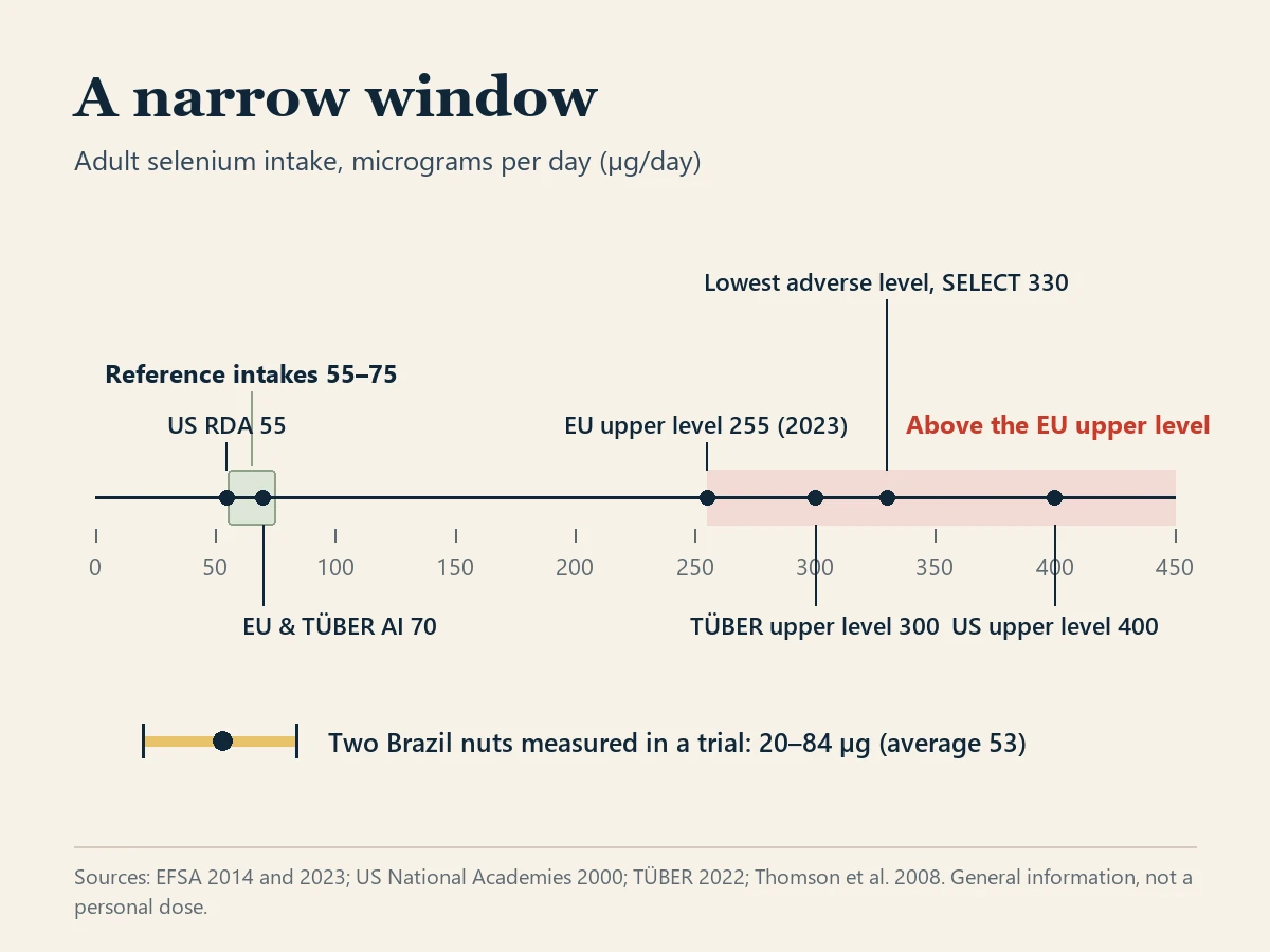 Chart titled A narrow window, showing adult selenium intake on one scale from 0 to 450 micrograms a day. A shaded band marks reference intakes of 55 to 75, with the US RDA at 55 and the EU and TÜBER Adequate Intake at 70. Markers show the EU upper level of 255 from 2023, the TÜBER upper level of 300, the lowest adverse level of 330 in the SELECT trial and the US upper level of 400; the area above 255 is shaded as above the EU upper level. Below, a bar shows that two Brazil nuts measured in a trial supplied 20 to 84 micrograms, 53 on average.