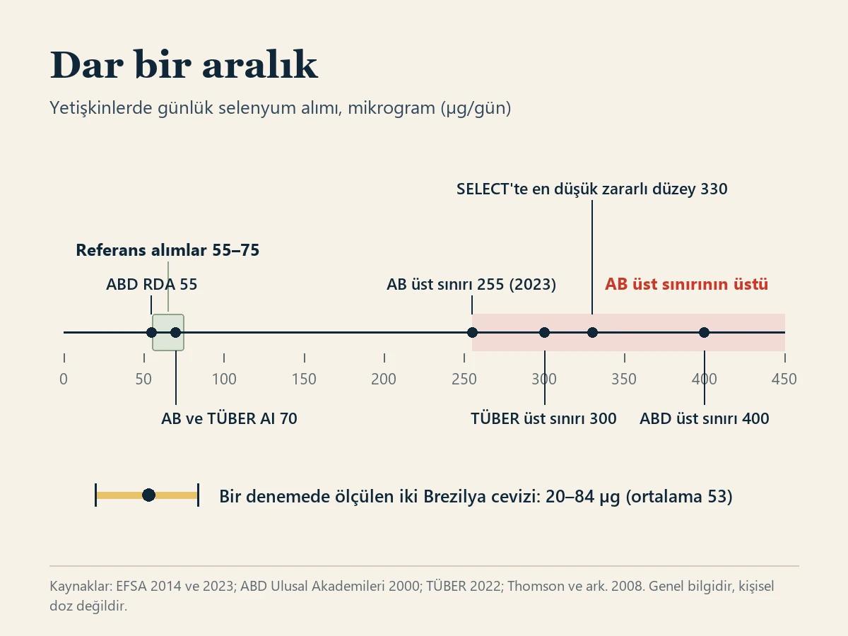 Dar bir aralık başlıklı grafik; yetişkinlerde günlük selenyum alımını 0 ile 450 mikrogram arasındaki tek bir ölçekte gösteriyor. Gölgeli bir bant 55 ile 75 arasındaki referans alımları işaretliyor; ABD RDA değeri 55, AB ve TÜBER yeterli alım değeri 70. İşaretler 2023 tarihli AB üst sınırı 255'i, TÜBER üst sınırı 300'ü, SELECT denemesinde zararlı etkinin görüldüğü en düşük düzey 330'u ve ABD üst sınırı 400'ü gösteriyor; 255'in üstü AB üst sınırının üstü olarak gölgeli. Altta bir çubuk, bir denemede ölçülen iki Brezilya cevizinin 20 ile 84, ortalama 53 mikrogram sağladığını gösteriyor.