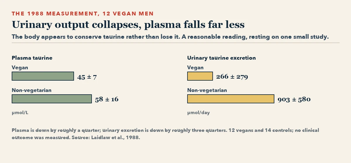 Two bar panels from the 1988 study. Left, plasma taurine: the vegan value is somewhat lower. Right, urinary taurine excretion: the vegan value is far lower.