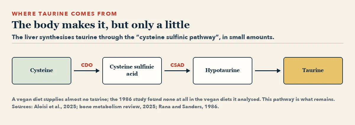 Flow diagram: cysteine, through CDO, becomes cysteine sulfinic acid; through CSAD it becomes hypotaurine; hypotaurine becomes taurine.