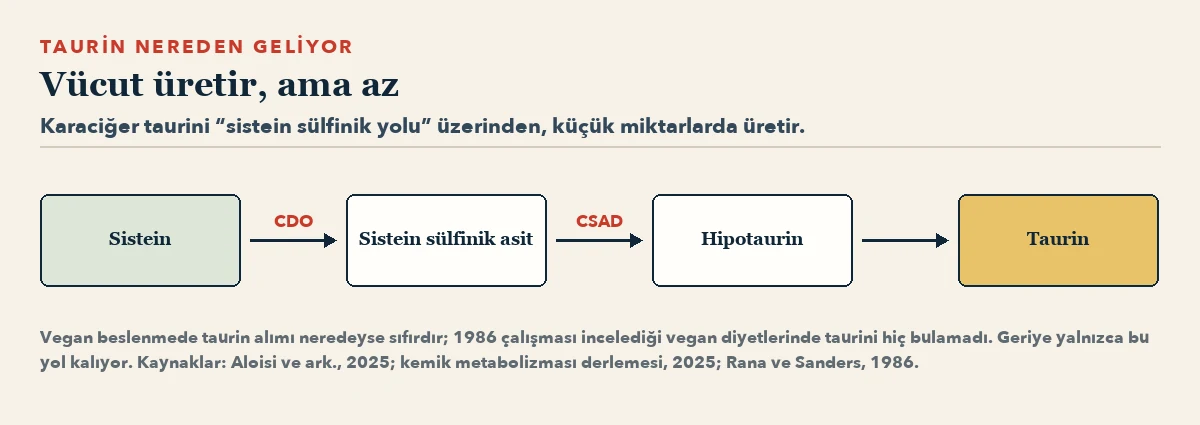 Akış şeması: sistein, CDO enzimiyle sistein sülfinik aside; oradan CSAD enzimiyle hipotaurine; hipotaurin de taurine dönüşüyor.