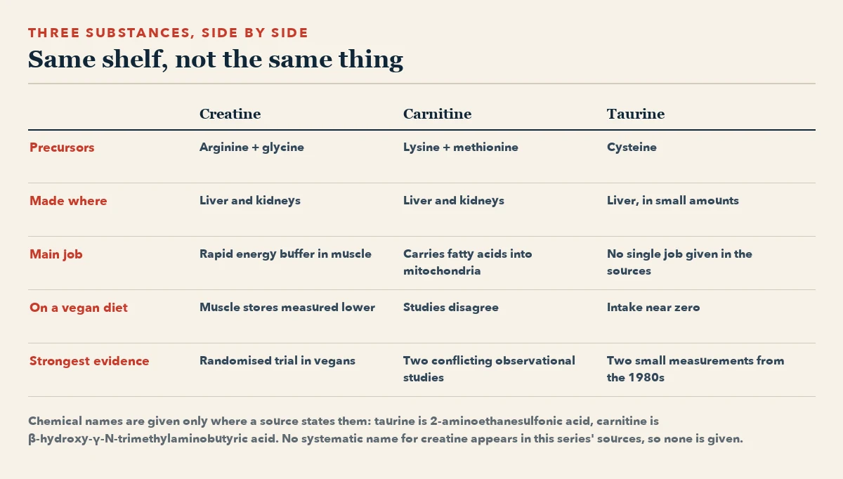 Comparison table of creatine, carnitine and taurine across five rows: precursors, where each is made, main job, what happens on a vegan diet, and the strongest evidence available.