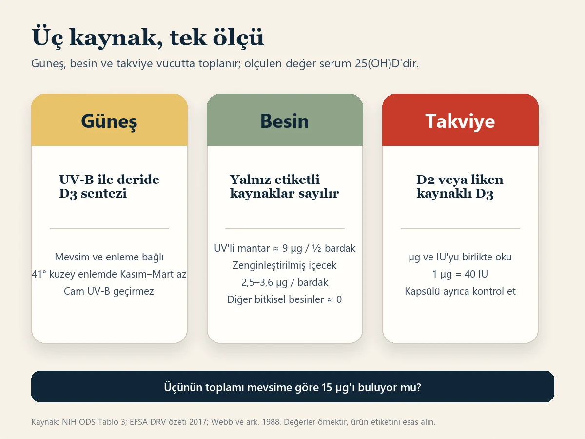 Üç kaynak, tek ölçü başlıklı üç kartlı şema. Güneş kartı UV-B, mevsim ve enlemi, 41 derece kuzey enleminde Kasım–Mart arasında çok az üretimi belirtiyor. Besin kartı UV'li mantarı yarım bardakta yaklaşık 9 mikrogram, zenginleştirilmiş içeceği bardakta 2,5–3,6 mikrogram, diğer bitkisel besinleri yaklaşık sıfır olarak listeliyor. Takviye kartı D2 veya liken kaynaklı D3'ü ve mikrogram ile IU'yu birlikte okumayı belirtiyor. Alt bant üçünün toplamının 15 mikrogramı bulup bulmadığını soruyor.