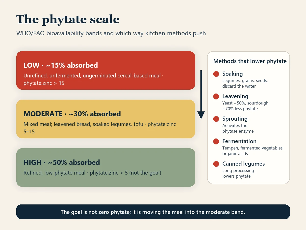 Diagram titled The phytate scale. Three bands show WHO/FAO zinc bioavailability: low, about 15 percent absorbed, for unrefined unfermented cereal diets with a phytate to zinc ratio above 15; moderate, about 30 percent, for mixed diets with a ratio of 5 to 15; high, about 50 percent, for refined low-phytate meals below 5. A side panel lists soaking, leavening, sprouting, fermentation and canned legumes as methods that lower phytate, and an arrow shows a meal moving from the low band to the moderate band.